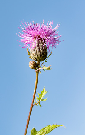 prickle blue flower natureの写真素材