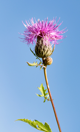 prickle blue flower natureの写真素材