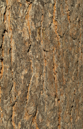 tree bark backgroundの写真素材