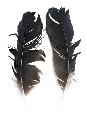 bird feather on white backgroundの写真素材