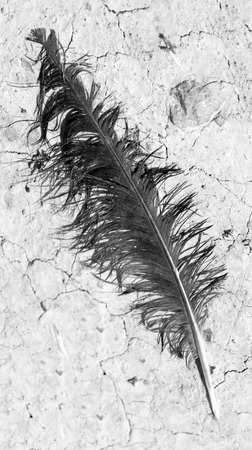 old birds of a feather on the groundの写真素材