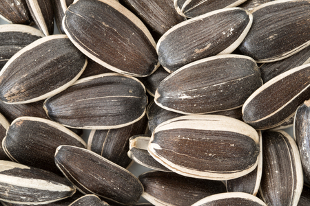 raw sunflower seeds backgroundの写真素材