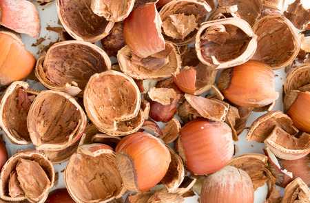husk hazelnut, shell