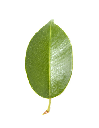 green tree leaf isolated on whiteの写真素材