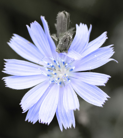 chicory flower close-upの写真素材