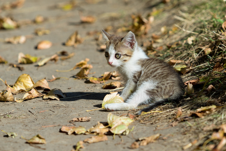 Kittens, cat in natureの写真素材