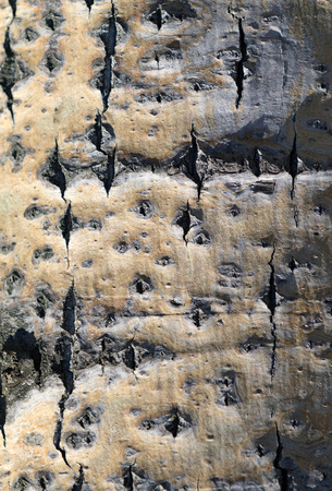 tree bark backgroundの写真素材