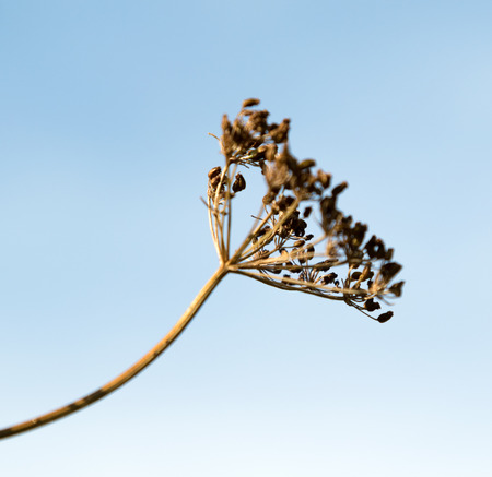 annual herbaceous plant of the family umbrellaの写真素材
