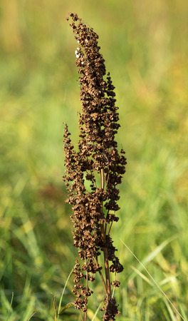 meadow plants nature landscapeの写真素材