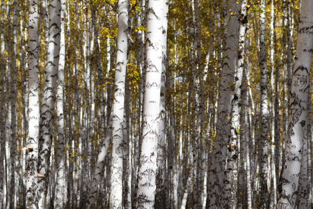 autumn landscape, birch forestの写真素材