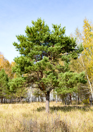 pine forest, autumnの写真素材