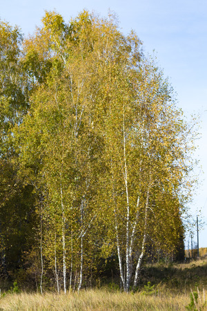 autumn landscape, birch forestの写真素材