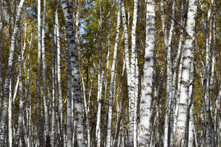autumn landscape, birch forestの写真素材