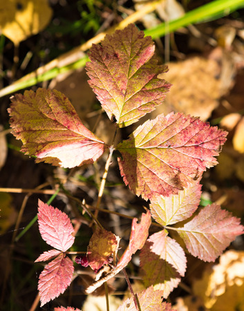 Autumn red leaves of wild strawberry