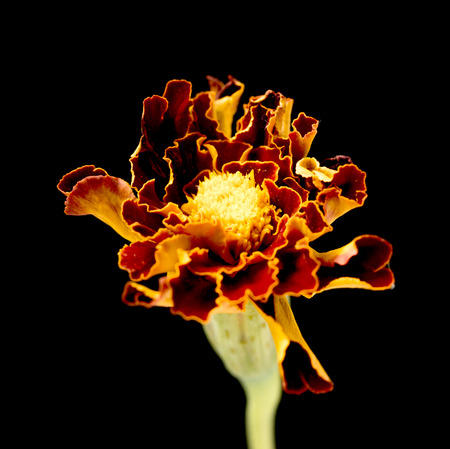 Marigold flower isolated on a black backgroundの写真素材