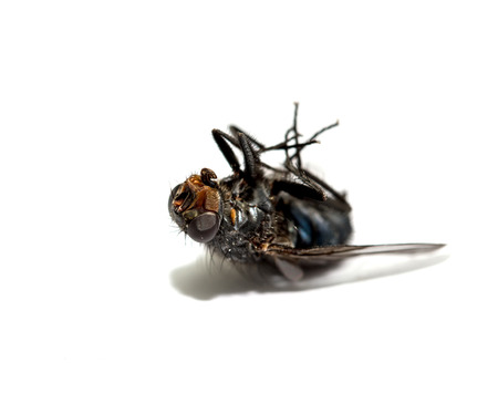 A macro shot of fly on a white background . Live house fly .の写真素材