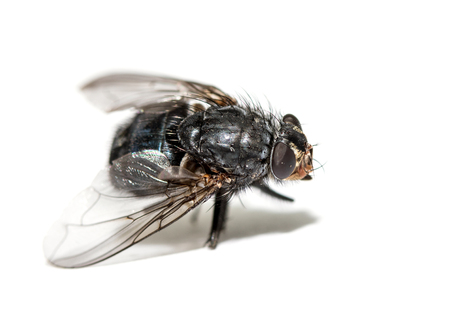 A macro shot of fly on a white background . Live house fly .の写真素材