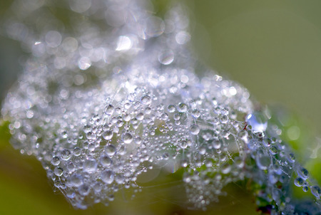 dew on a spiderweb out of focus, wild plants, autumnの写真素材