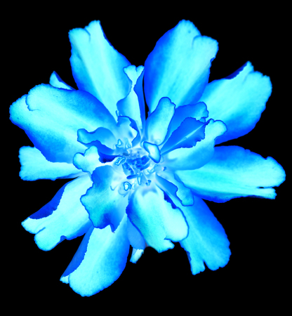 Surreal exotic blue marigold flower macro isolated on blackの写真素材