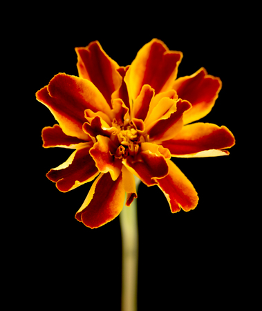 Marigold flower isolated on a black backgroundの写真素材