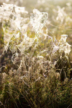 dew on a spider web out of focus, field, dry wild plants, autumnの写真素材