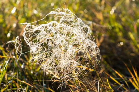 dew on a spider web out of focus, field, dry wild plants, autumnの写真素材