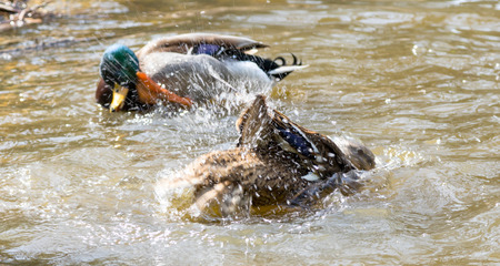 wild ducks in natureの写真素材
