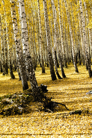 yellow birch forest, late autumnの写真素材
