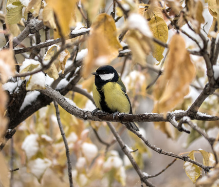 tit bird sitting on a branch, winter landscapeの写真素材