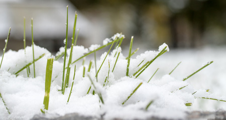 green grass under the snowの写真素材