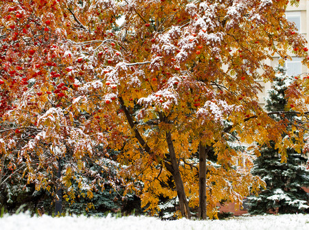 Autumn trees in the snow mountain ash forestの写真素材