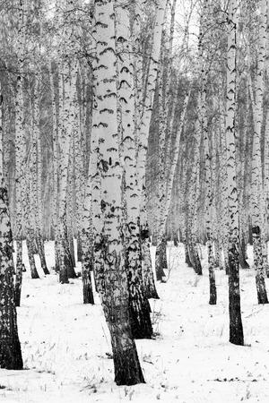 Birch forest winter landscape, black and white photoの写真素材