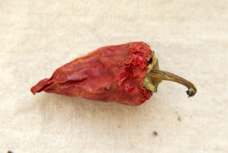 dry red pepper on a clothの写真素材