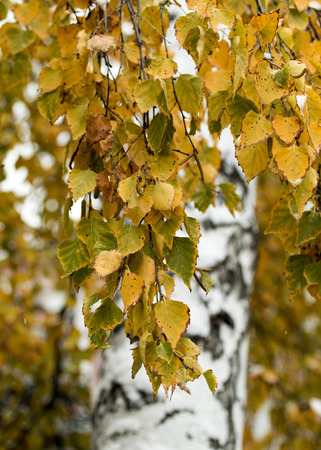 yellow leaves on trees, autumnの写真素材