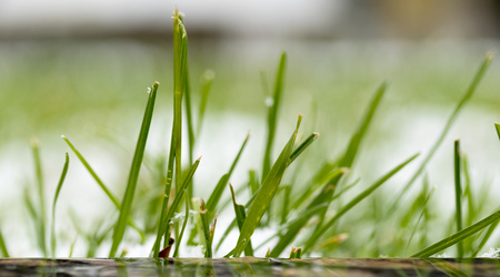 green grass under the snowの写真素材