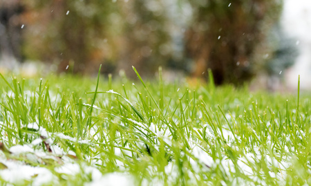 green grass under the snowの写真素材
