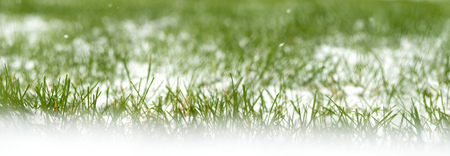 green grass under the snowの写真素材