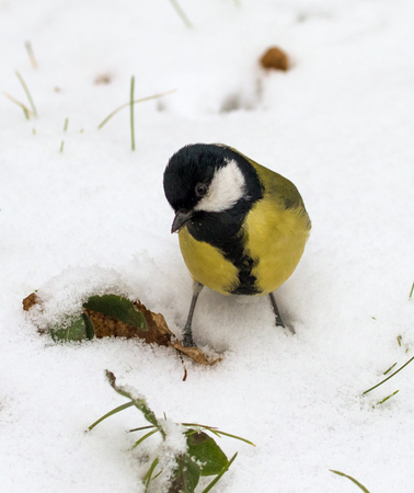 bird chickadee, winterの写真素材