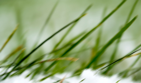 green grass under the snowの写真素材