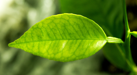 green leaf close-up, natureの写真素材