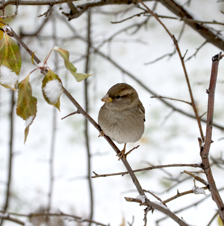 bird sparrow outdoorsの写真素材