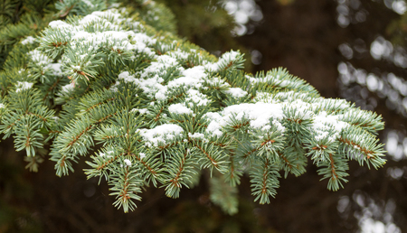 city park in the snow, trees birch treeの写真素材
