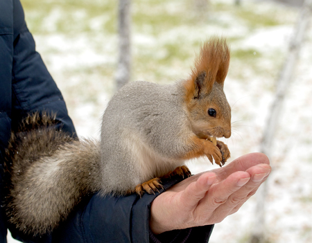 Squirrel eating nuts from man hand on a winter backgroundの写真素材
