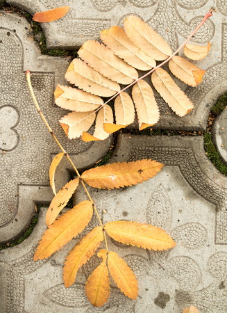 yellow leaves on the asphalt, autumnの写真素材