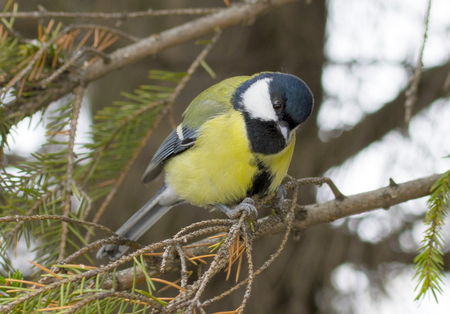 bird chickadee, winter landscapeの写真素材