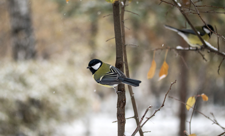 bird chickadee, winter landscapeの写真素材