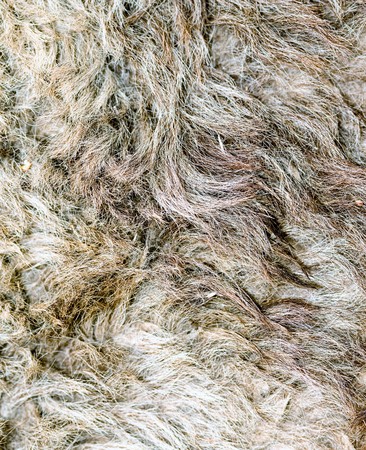 dirty lamb wool backgroundの写真素材