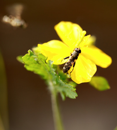 Spring yellow flowers natureの写真素材