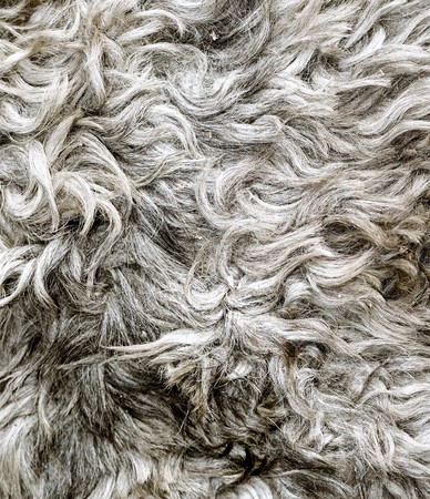 dirty lamb wool background