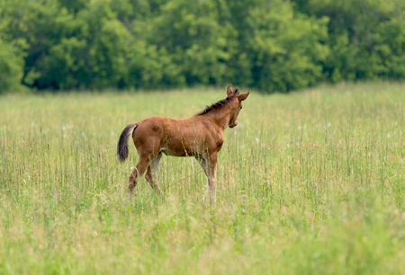 horse grazes on a green meadowの写真素材